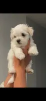 maltese, a male Maltese for sale in Spokane, WA – 2 of 3