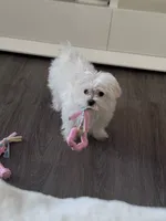 maltese, a male Maltese for sale in Spokane, WA – 3 of 3