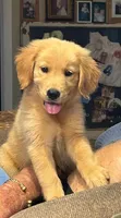 Puddin, a female Golden Retriever for sale in Robinson, TX – 4 of 6