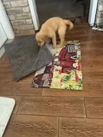 Puddin, a female Golden Retriever for sale in Robinson, TX – 2 of 6