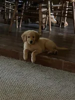 Puddin, a female Golden Retriever for sale in Robinson, TX – 6 of 6