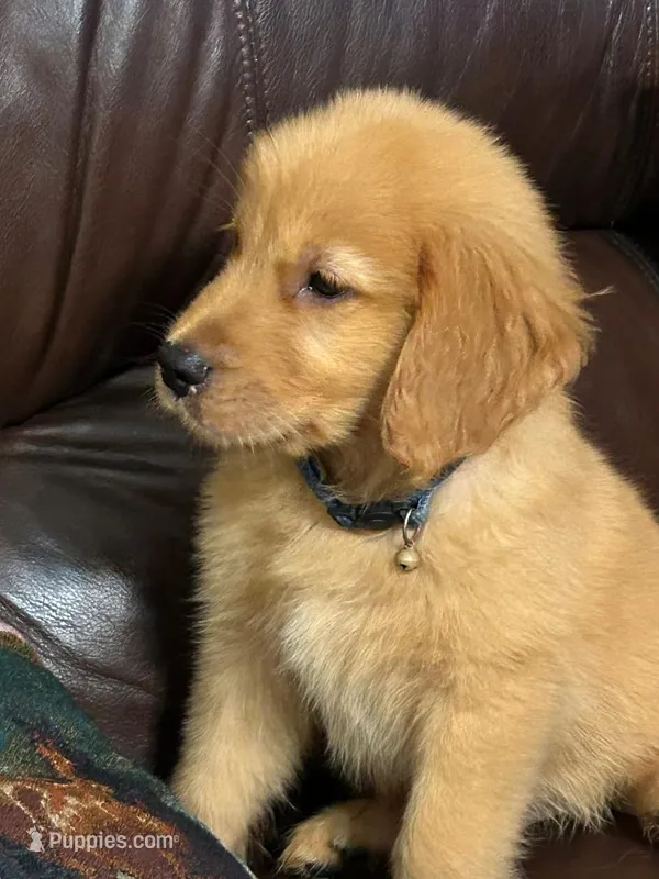 Puddin – Golden Retriever puppy for sale in Robinson, TX