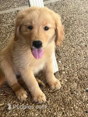 Puddin – Golden Retriever puppy for sale in Robinson, TX