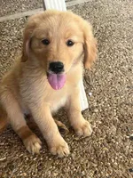 Puddin, a female Golden Retriever for sale in Robinson, TX – 1 of 6