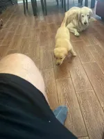Puddin, a female Golden Retriever for sale in Robinson, TX – 3 of 6