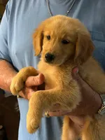 Puddin, a female Golden Retriever for sale in Robinson, TX – 5 of 6