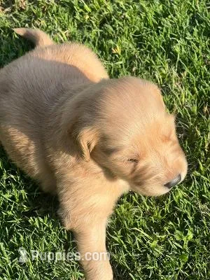 Smackers – Golden Retriever puppy for sale in Robinson, TX