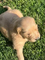 Smackers, a female Golden Retriever for sale in Robinson, TX – 1 of 2