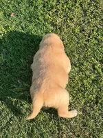 Smackers, a female Golden Retriever for sale in Robinson, TX – 2 of 2