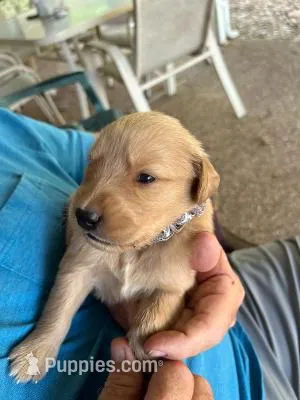 Puddin – Golden Retriever puppy for sale in Robinson, TX