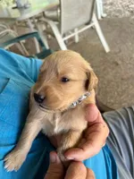Puddin, a female Golden Retriever for sale in Robinson, TX – 1 of 3