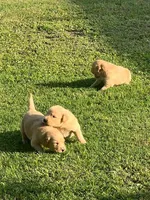 Puddin, a female Golden Retriever for sale in Robinson, TX – 2 of 3