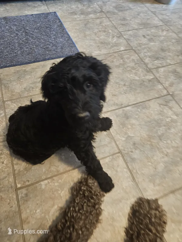Sassy – Goldendoodle puppy for sale in Platteville, WI