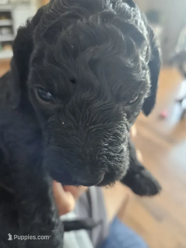 Cocoa – Miniature Goldendoodle puppy for sale in Platteville, WI