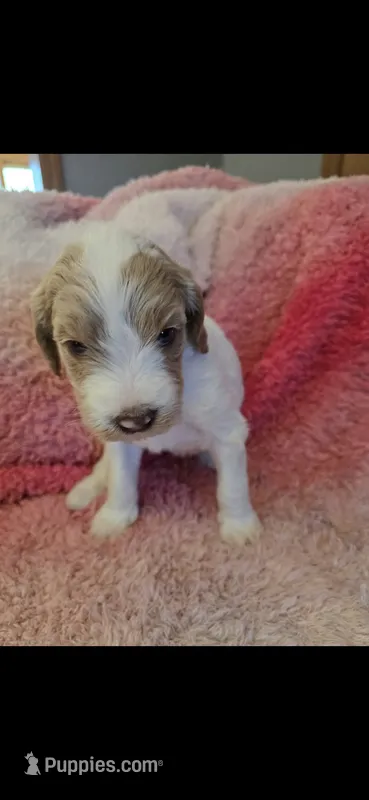 Shyla – Goldendoodle puppy for sale in Platteville, WI