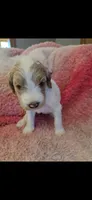Shyla, a female Goldendoodle for sale in Platteville, WI – 1 of 1
