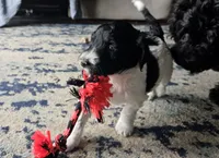 Bo, a male Goldendoodle for sale in Platteville, WI – 7 of 10