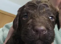 Bo, a male Goldendoodle for sale in Platteville, WI – 4 of 10