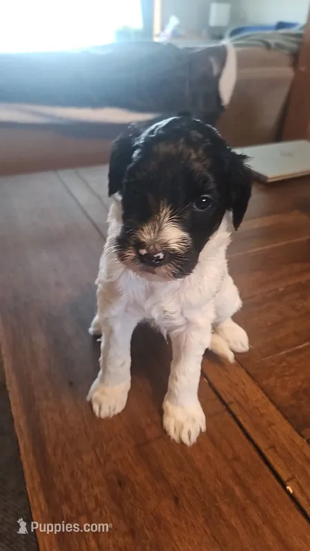 Bo – Goldendoodle puppy for sale in Platteville, WI