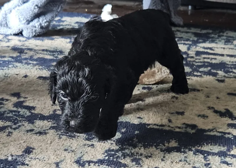 Sassy – Goldendoodle puppy for sale in Platteville, WI