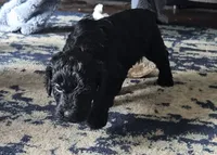 Sassy, a female Goldendoodle for sale in Platteville, WI – 1 of 1