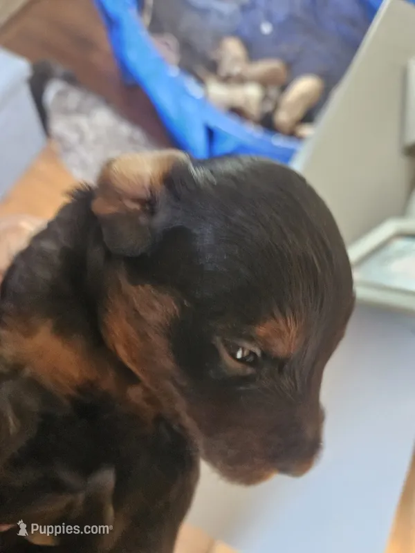 Rott – Miniature Goldendoodle puppy for sale in Platteville, WI