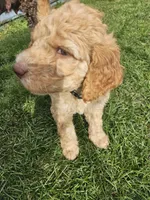 Sandy, a female Goldendoodle for sale in Platteville, WI – 3 of 4
