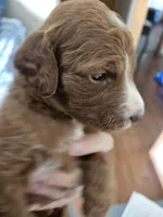 Gingersnap, a female Miniature Goldendoodle for sale in Platteville, WI – 2 of 2