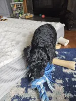Bo, a male Goldendoodle for sale in Platteville, WI – 9 of 10