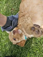 Sandy, a female Goldendoodle for sale in Platteville, WI – 2 of 4
