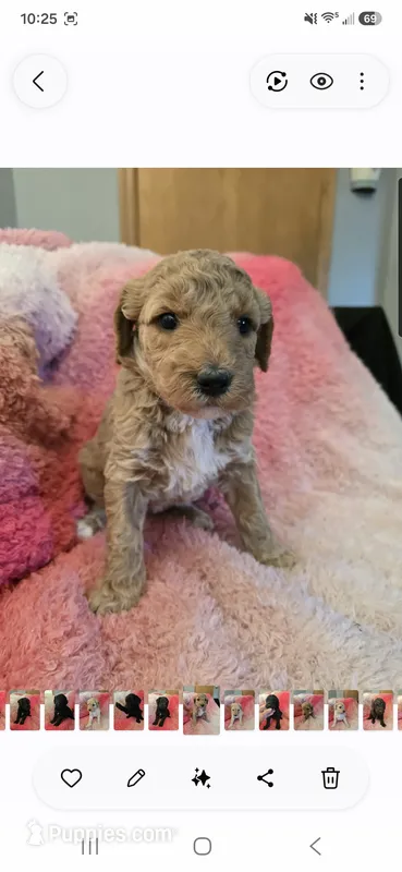 Winnie – Goldendoodle puppy for sale in Platteville, WI