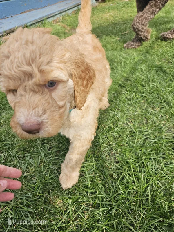 Sandy – Goldendoodle puppy on hold in Platteville, WI