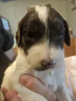 Tucker, a female Miniature Goldendoodle for sale in Platteville, WI – 2 of 2
