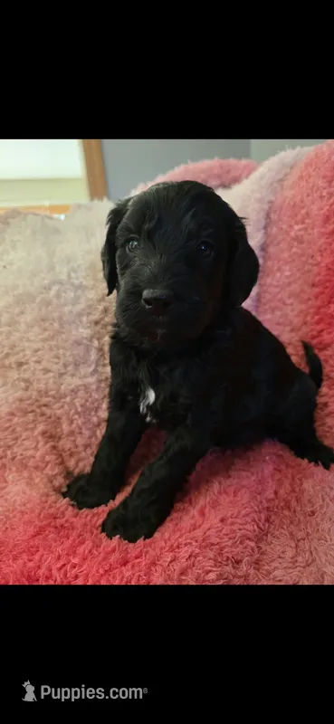 Oreo – Goldendoodle puppy for sale in Platteville, WI