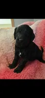 Oreo, a male Goldendoodle for sale in Platteville, WI – 1 of 1