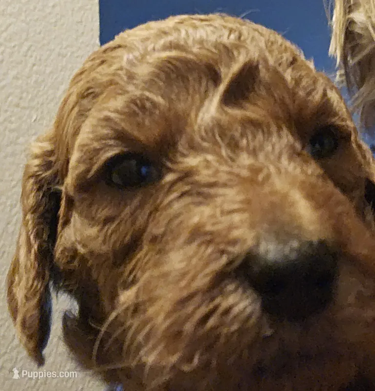 Red – Miniature Goldendoodle puppy for sale in Platteville, WI