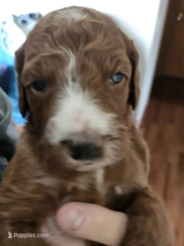 Gingersnap – Miniature Goldendoodle puppy for sale in Platteville, WI