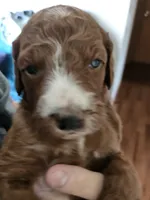 Gingersnap, a female Miniature Goldendoodle for sale in Platteville, WI – 1 of 2