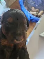 Rott, a male Miniature Goldendoodle for sale in Platteville, WI – 2 of 2