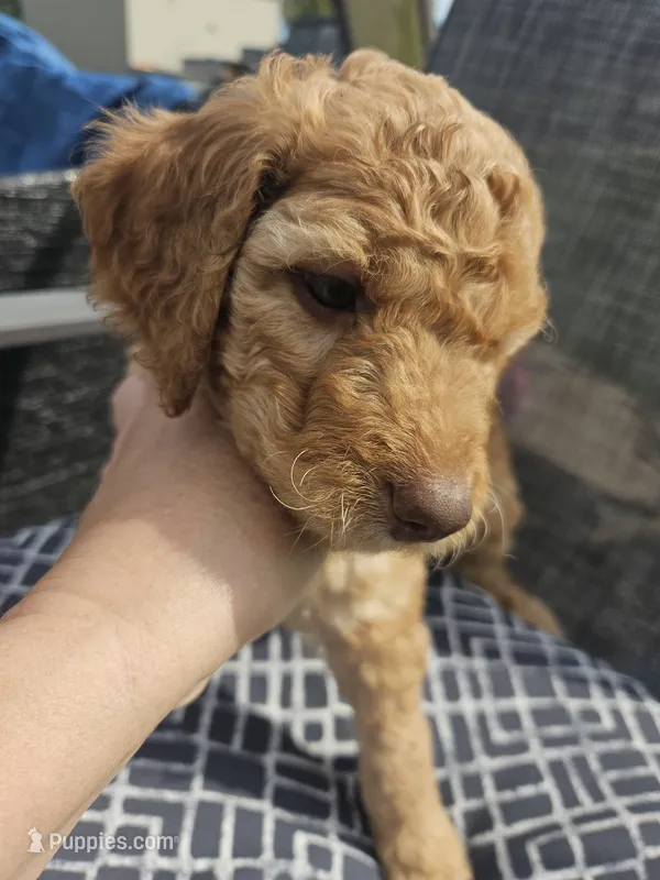 Socks – Miniature Goldendoodle puppy for sale in Platteville, WI