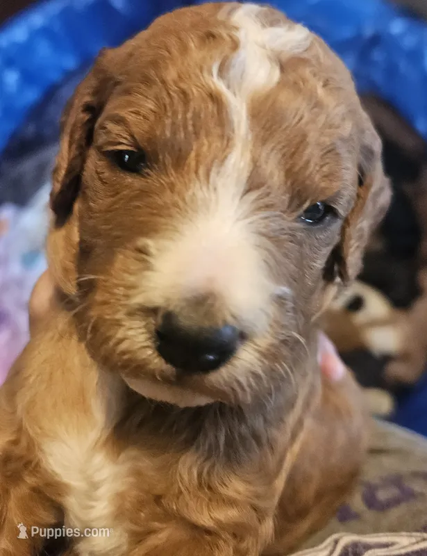 Wishbone – Miniature Goldendoodle puppy for sale in Platteville, WI