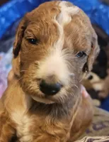 Wishbone, a male Miniature Goldendoodle for sale in Platteville, WI – 1 of 1