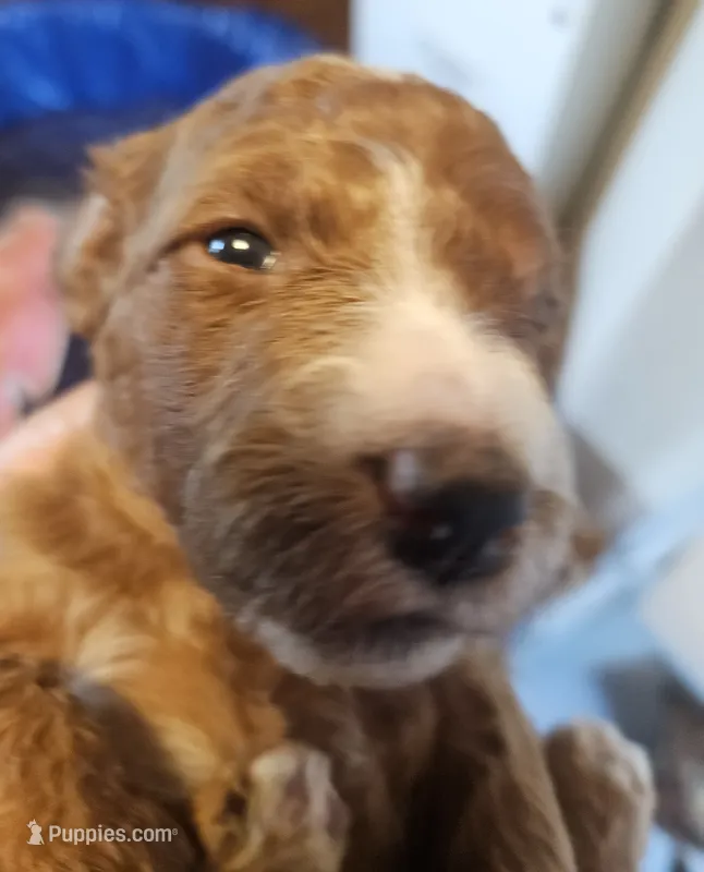 Socks – Miniature Goldendoodle puppy for sale in Platteville, WI