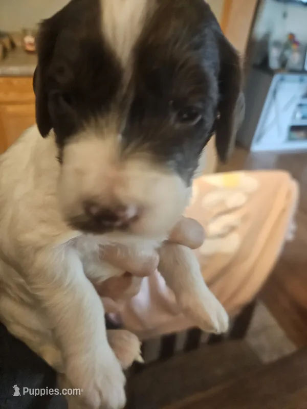 Tucker – Miniature Goldendoodle puppy for sale in Platteville, WI