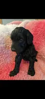 Mocha, a female Goldendoodle for sale in Platteville, WI – 1 of 1