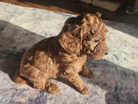 DAISY DIVA, a female Miniature Goldendoodle for sale in Platteville, WI – 3 of 4
