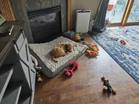Honey, a male Goldendoodle for sale in Platteville, WI – 2 of 2
