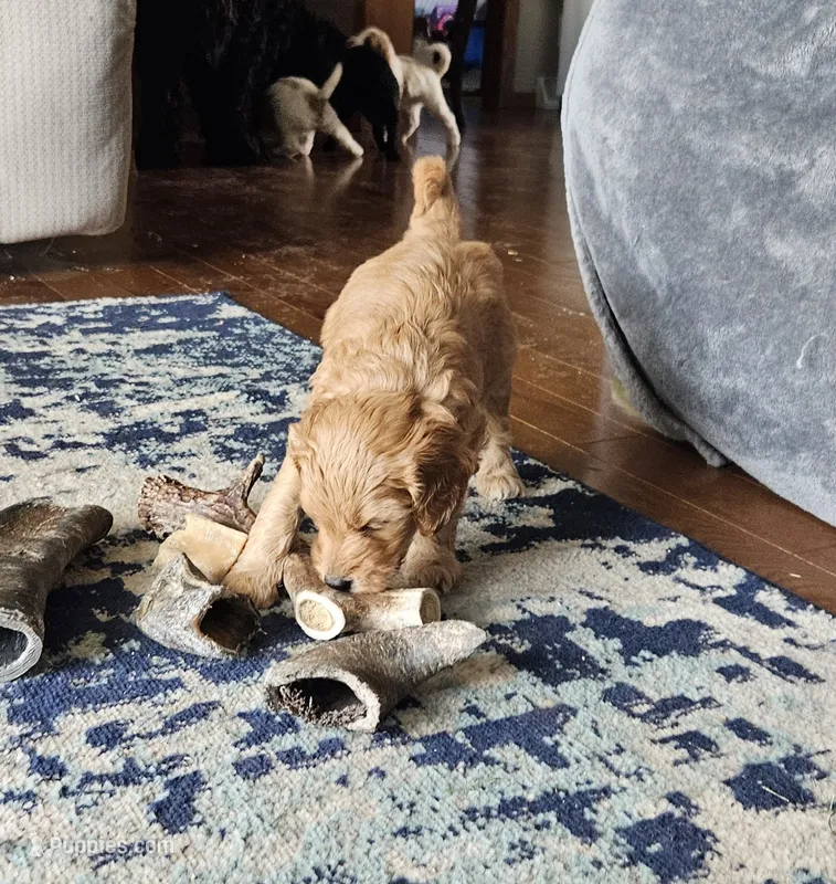 Cinnamon  – Goldendoodle puppy for sale in Platteville, WI