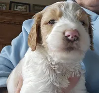 Bo, a male Goldendoodle for sale in Platteville, WI – 2 of 10