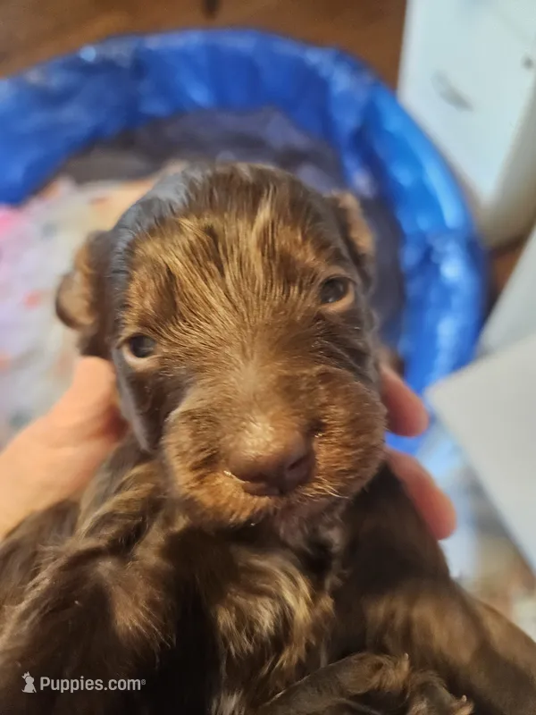 Feather – Miniature Goldendoodle puppy for sale in Platteville, WI